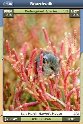 Image of salt marsh harvest mouse as one of several topics related to the selected point of interest.